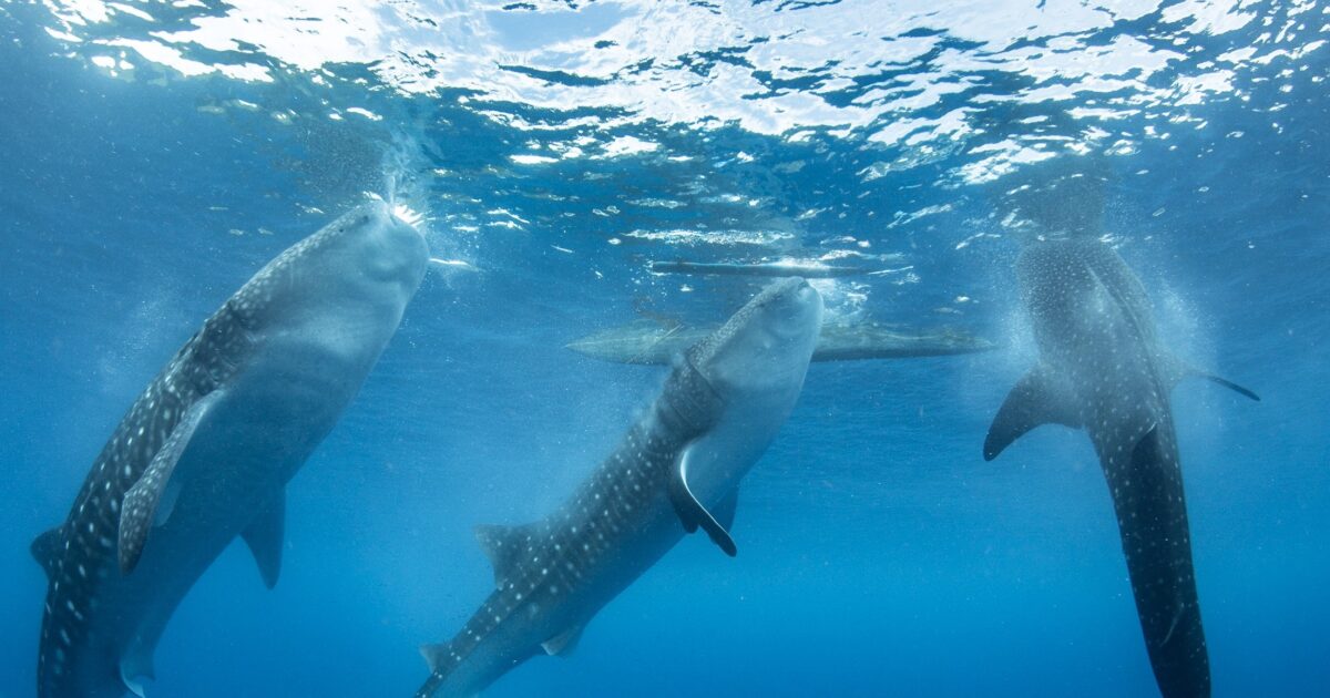 Whale Shark Underwater Image