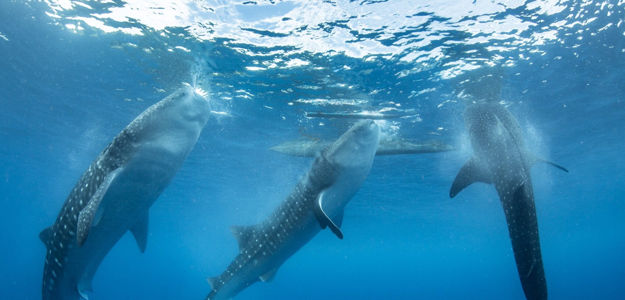 Whale Shark Underwater Image